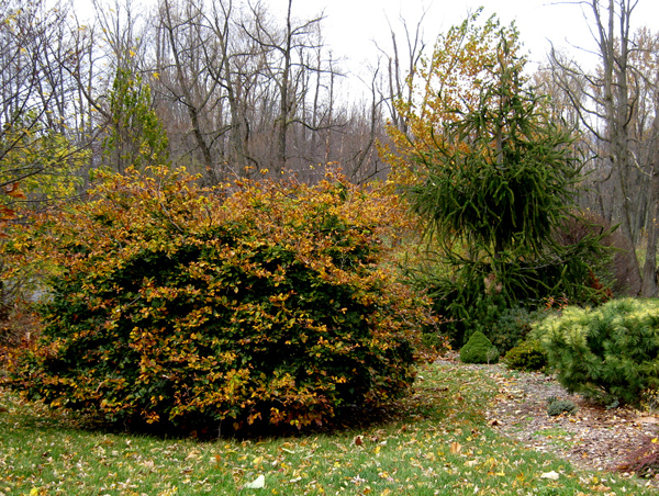 Fagus sylvaticus Torulosa pendula and Piceaabies Cranstonii