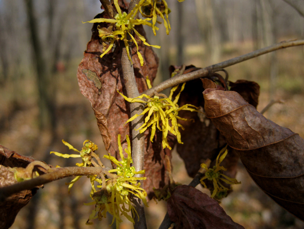 Fothergilla gardnieri 3