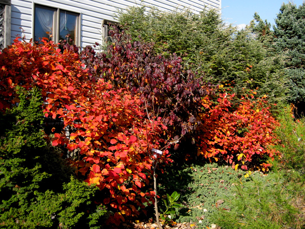 Fothergilla gardnieri 4