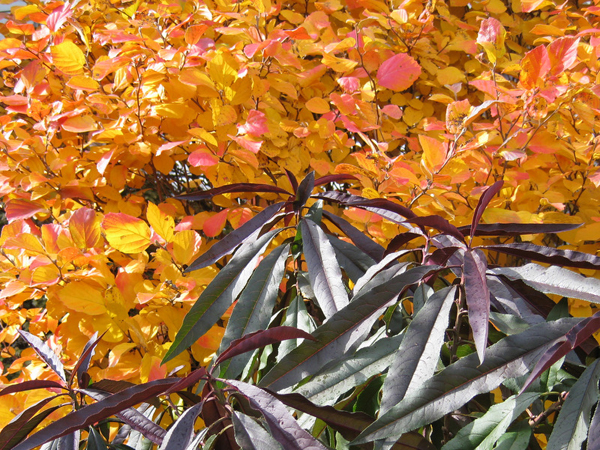 Fothergilla monticola and Prunus persica Bonfire