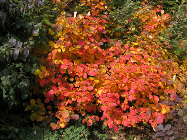 Fothergilla monticola