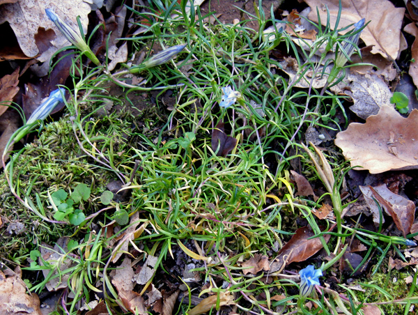 Gentiana sinoornata