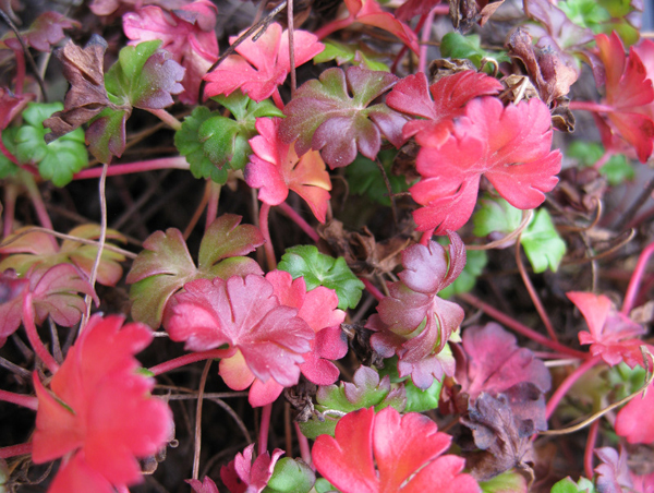 Geranium dalmaticum