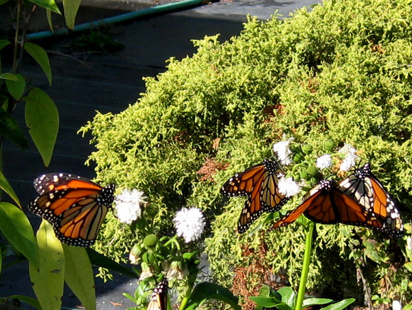 Gymnocoronis spilanthoides Monarch Magnet 1