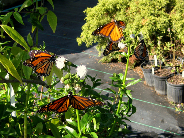 Gymnocoronis spilanthoides Monarch Magnet 2