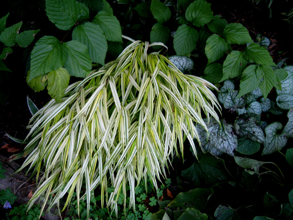 Hakonechloa macra aureola