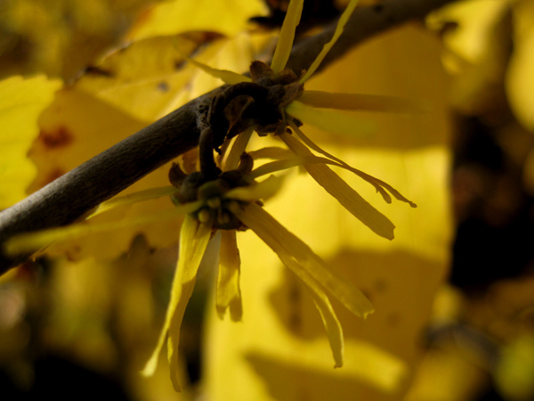 Hamamelis virginiana 1