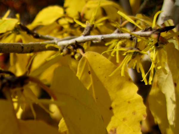 Hamamelis virginiana