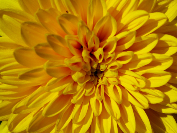 Helianthus hybrid Flora Plena