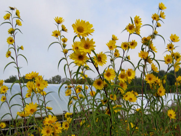 Helianthus maximilianii