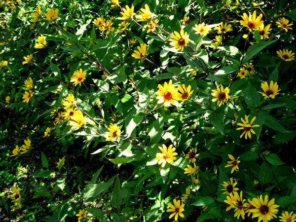 Heliopsis helianthoides Summer Nights