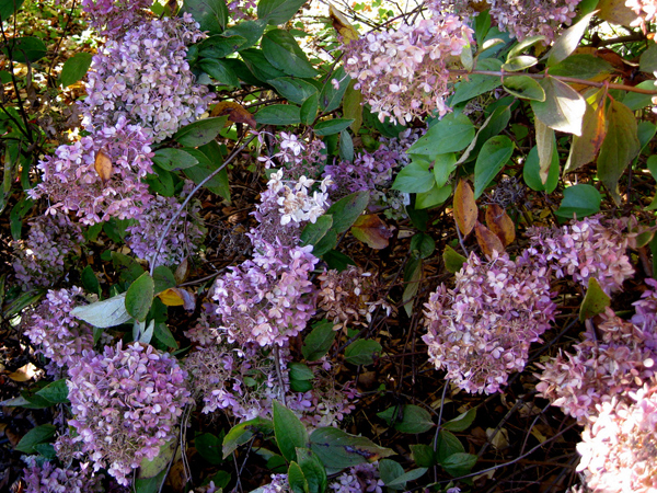 Hydrangea paniculata Pink Diamond 1