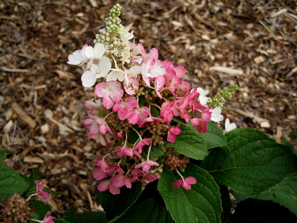 Hydrangea paniculata Pinky Winky 1