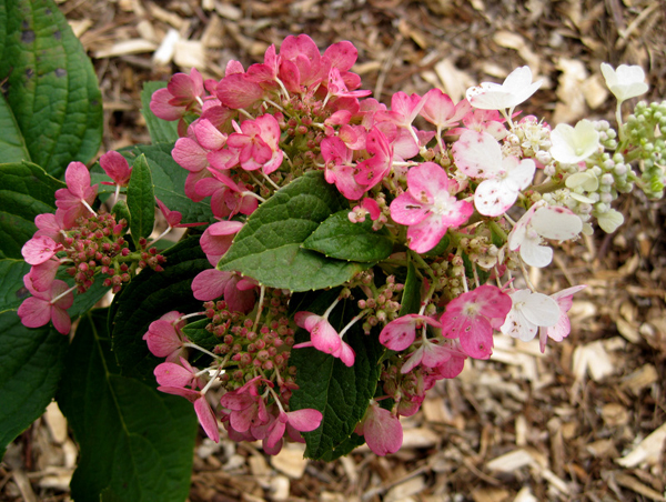 Hydrangea paniculata Pinky Winky