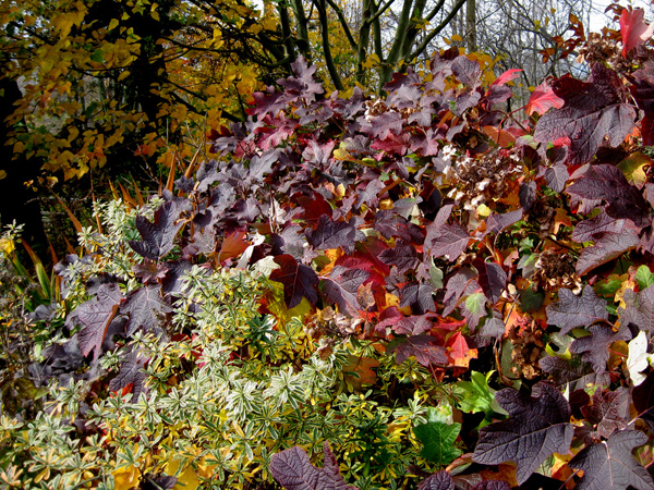 Hydrangea quercifolia Snow Queen