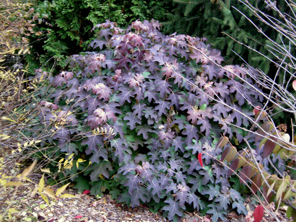 Hydrangea quercifolia