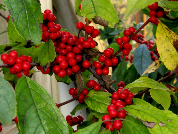 Ilex Hybrid Sparkleberry