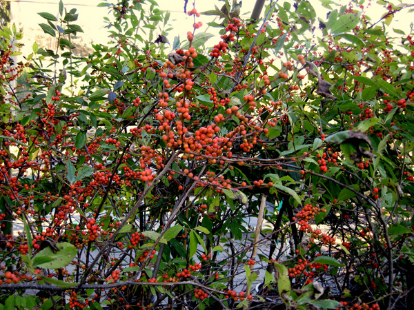 Ilex verticillata Aurantica 1