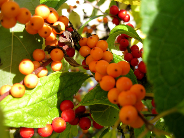 Ilex verticillata Winter Gold