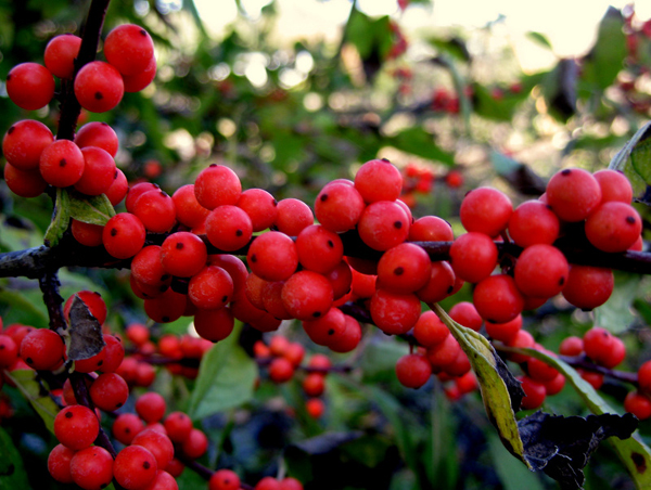 Ilex verticillata Winterred