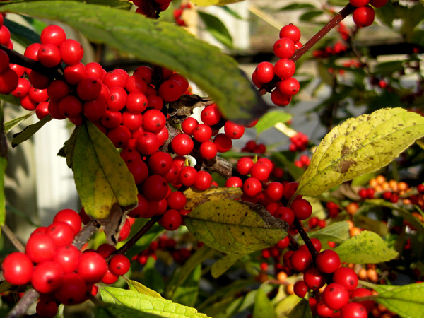 Ilex verticillata