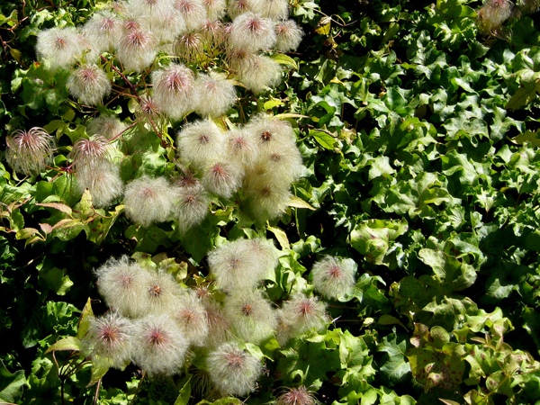 Ivy and Clematis