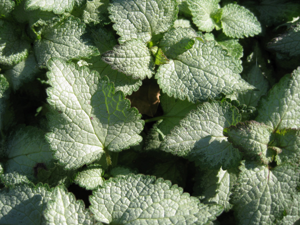 Lamium maculatum Beacon Silver