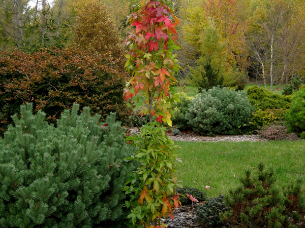 Liquidamber styraciflua Slender Silhouette