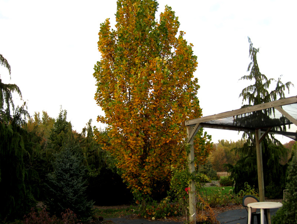 Liriodendron tulipifera fastigiata