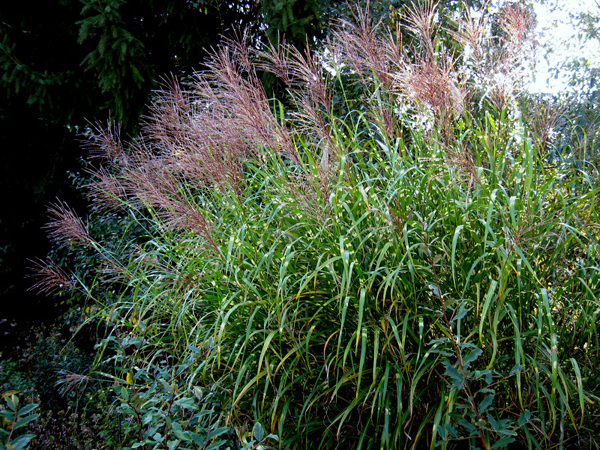 Miscanthus 1