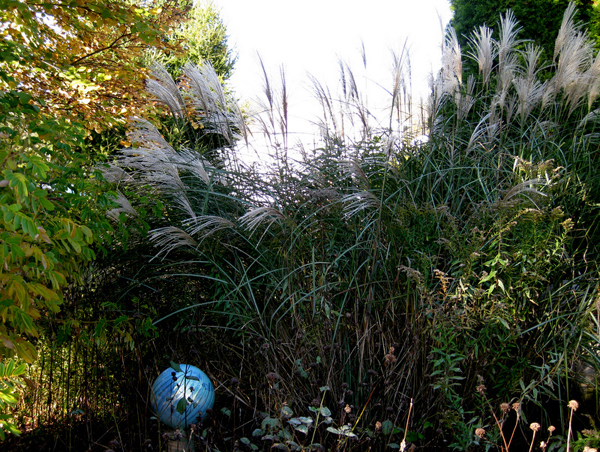 Miscanthus 2