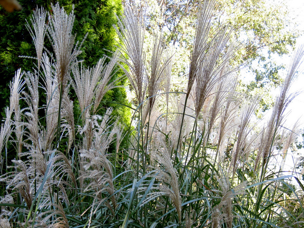 Miscanthus 3