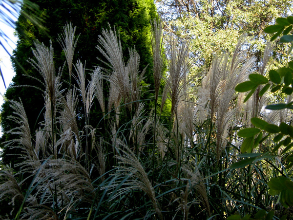 Miscanthus 4