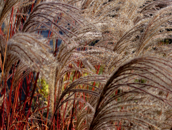 Miscanthus 5