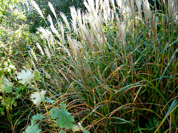 Miscanthus and Macleaya microcarpa