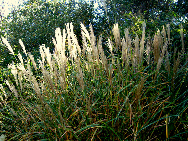 Miscanthus