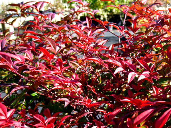 Nandina domistica Firepower 1