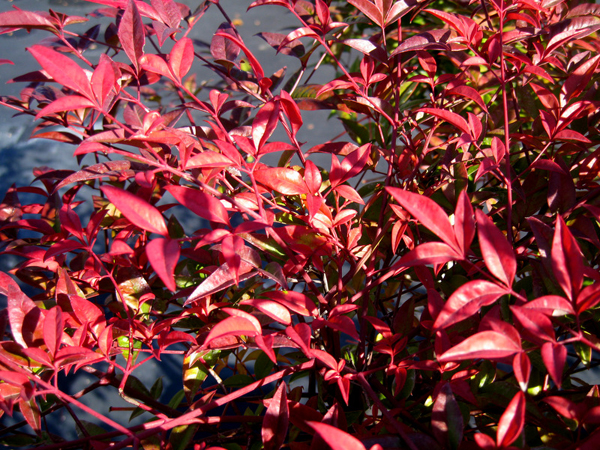 Nandina domistica Firepower 8