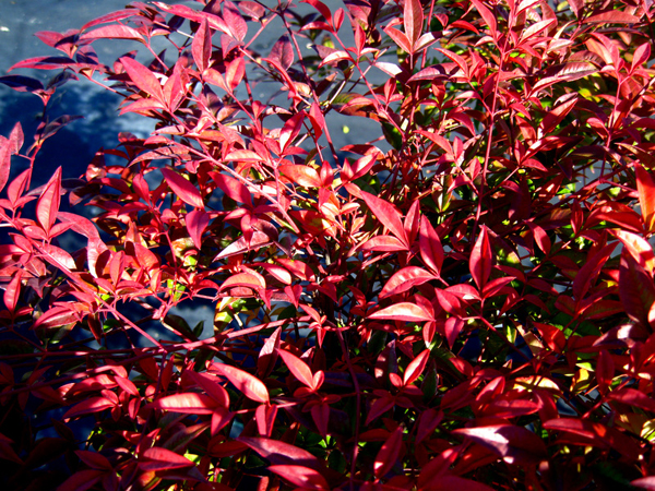 Nandina domistica Firepower