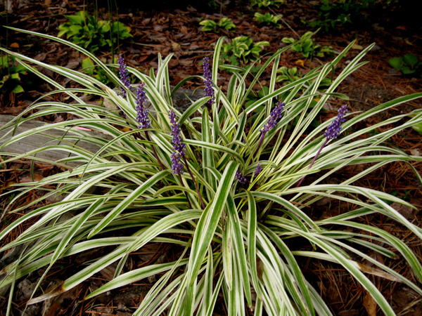 Ophiopogon