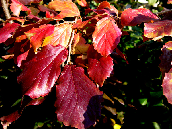 Parrotia persica Select