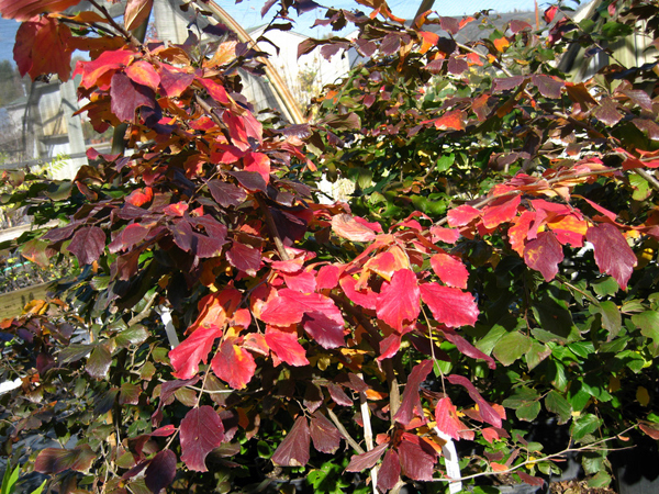 Parrotia persica pendula 1