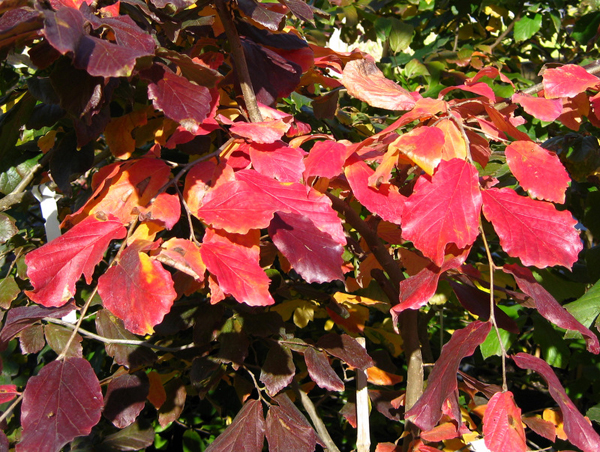 Parrotia persica pendula