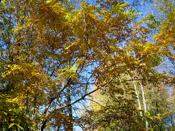 Pelladendron amurensis