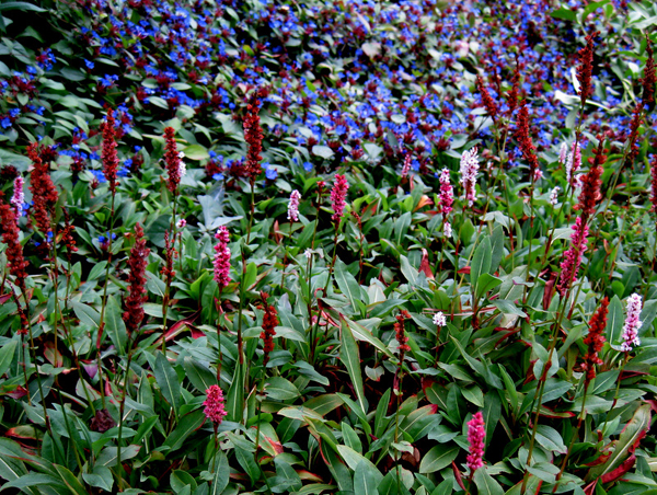 Polygonum affinne Dimity