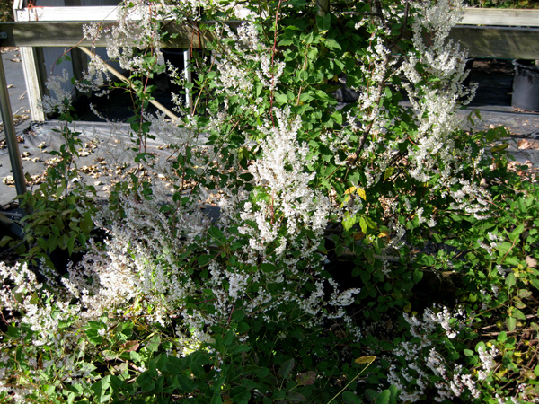 Polygonum aubertii 1