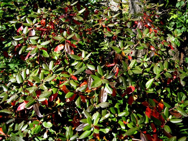 Rhododendron