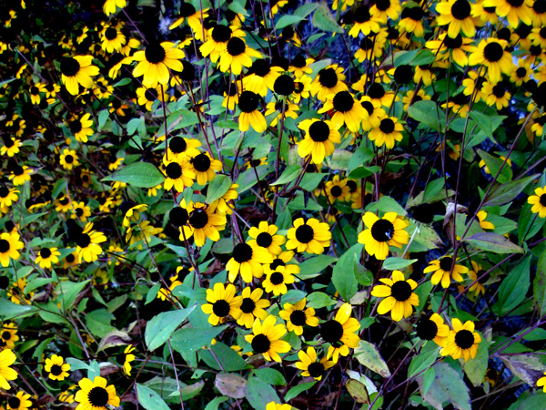 Rudbeckia triloba