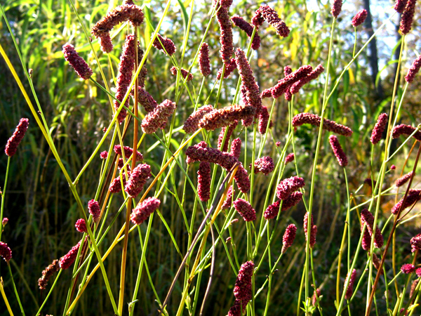 Sanguisorba obtusa