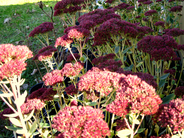 Sedum spectabile 1